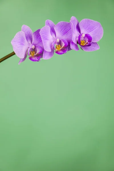 Ορχιδέα (Phalaenopsis) σε πράσινο φόντο. — Φωτογραφία Αρχείου