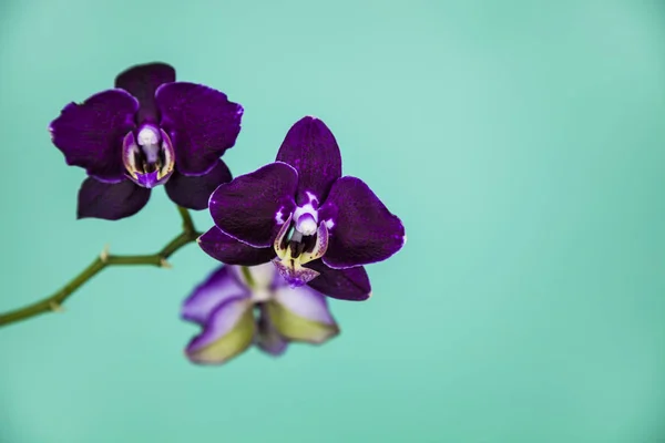 Orchid (Phalaenopsis) on a green background. — Stock Photo, Image