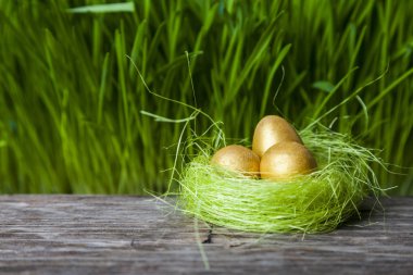 Altın yumurtalı yuva 