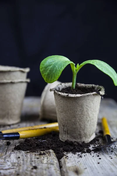 Plántulas y herramientas de jardín — Foto de Stock