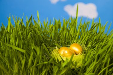 Altın yumurtalı yuva 