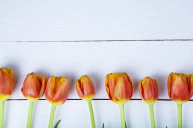 Lale Beyaz ahşap zemin üzerinde 