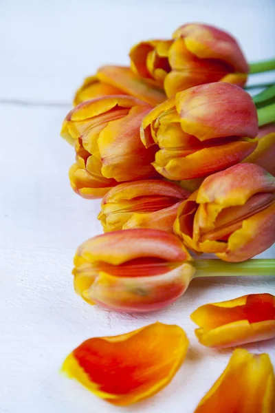 Tulipany na białym tle drewnianych — Zdjęcie stockowe