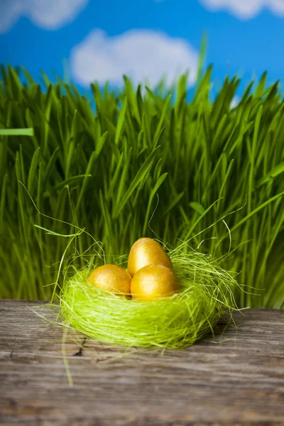 Nest mit goldenen Eiern — Stockfoto