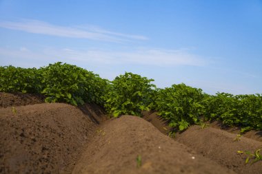 Güneşli bir yaz gününde patates tarlası.