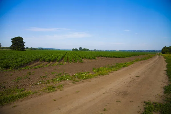 Champ de pommes de terre par une journée ensoleillée d'été. — Photo