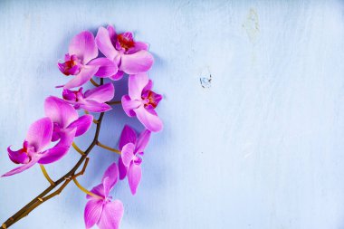 Orkide (Phalaenopsis) mavi bir arka plan üzerinde.