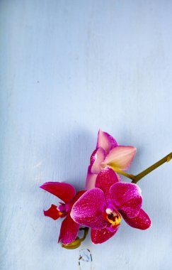Orkide (Phalaenopsis) mavi bir arka plan üzerinde.