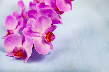 Orkide (Phalaenopsis) mavi bir arka plan üzerinde.