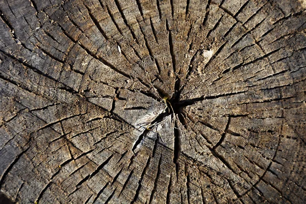 Textura de madera, corte redondo — Foto de Stock