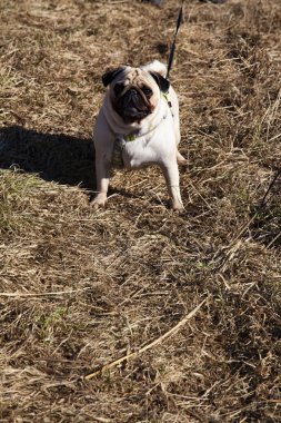 Bir bahar gününde bir yürüyüş için Pug. 