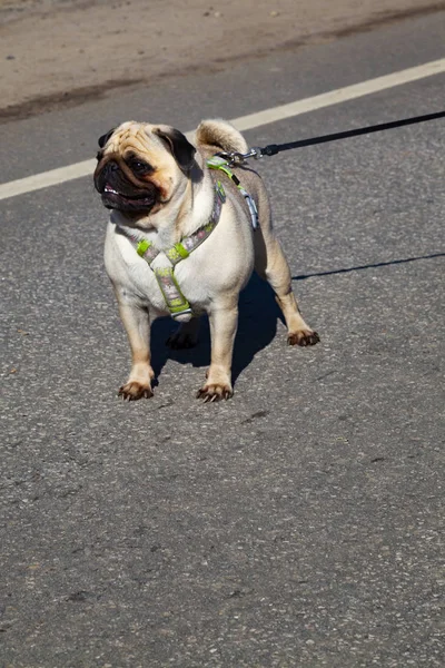 Bir bahar gününde bir yürüyüş için Pug. — Stok fotoğraf
