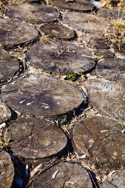 Kesme yuvarlak ahşap doku. 