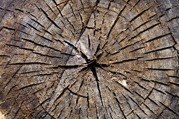 Υφή του ξύλου, στρογγυλή κοπή. — Φωτογραφία Αρχείου