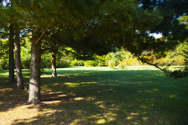 Green lawn and pine trees — Stock Photo, Image