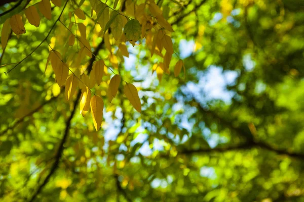 Parque South Park em um dia ensolarado . — Fotografia de Stock