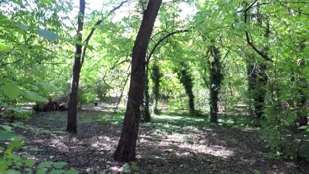 孔雀在夏天的公园里散步 孔雀雌鸟和雏鸟 — 图库视频影像