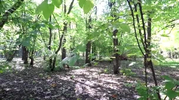 Tavus Kuşları Yaz Parkında Yürür Tavuskuşu Dişi Yavruları — Stok video