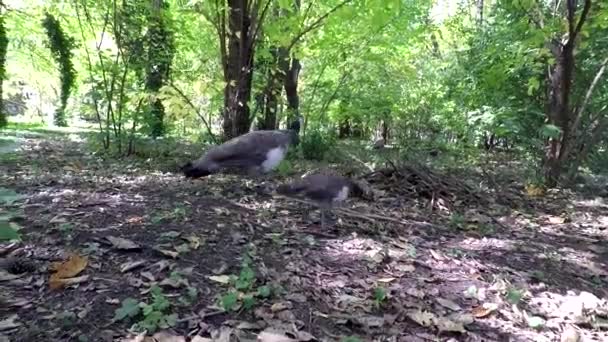 Павичі Ходять Літньому Парку Павичева Самиця Пташенята — стокове відео