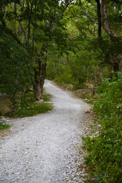 Путь в горный лес. — стоковое фото