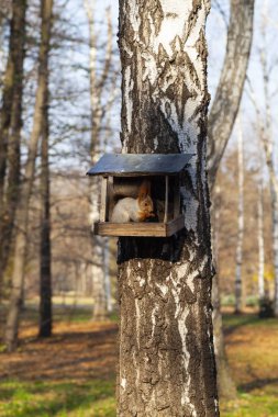 Sincap yemlikte yer. 