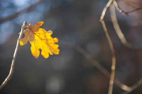 Schöne Herbstlandschaft. — Stockfoto