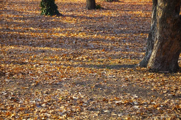 Schöne Herbstlandschaft. — Stockfoto