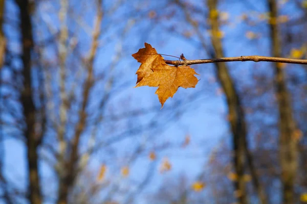 Krásná podzimní krajina. — Stock fotografie