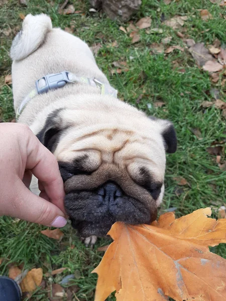 Autumn walk with a dog. — Stock Photo, Image