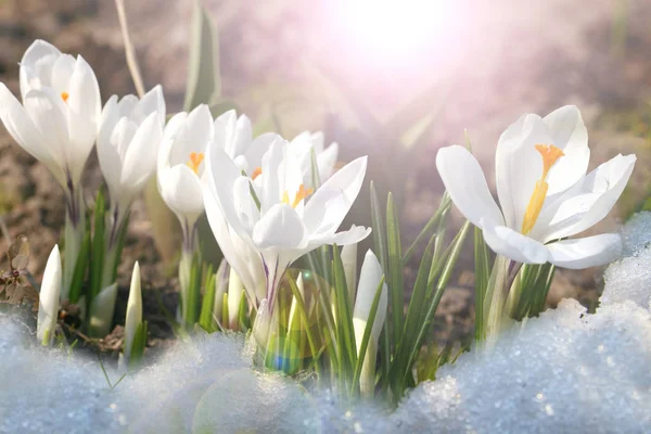 Flowers white crocus in the snow — Stock Photo, Image