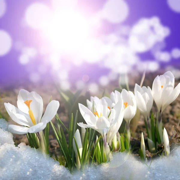 Květiny bílý krokus ve sněhu — Stock fotografie