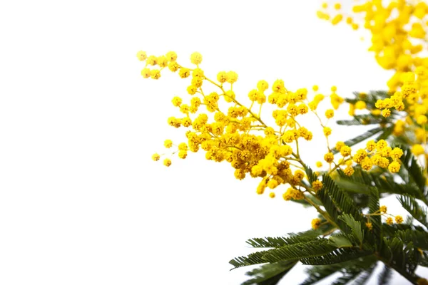 Yellow mimosa on a white background. — 스톡 사진