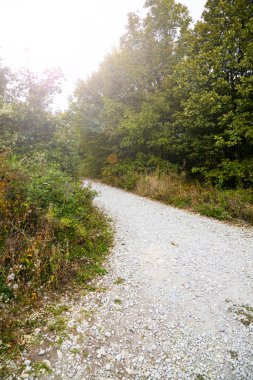 Dağ ormanında yol. 