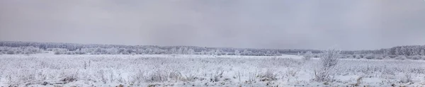 Bela floresta de vidoeiro depois de uma queda de neve . — Fotografia de Stock