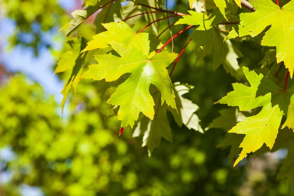 Gros Plan Sur Les Feuilles Érable Vert Journée Ensoleillée Été — Photo