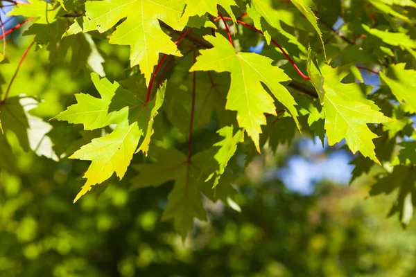 Gros Plan Sur Les Feuilles Érable Vert Journée Ensoleillée Été — Photo