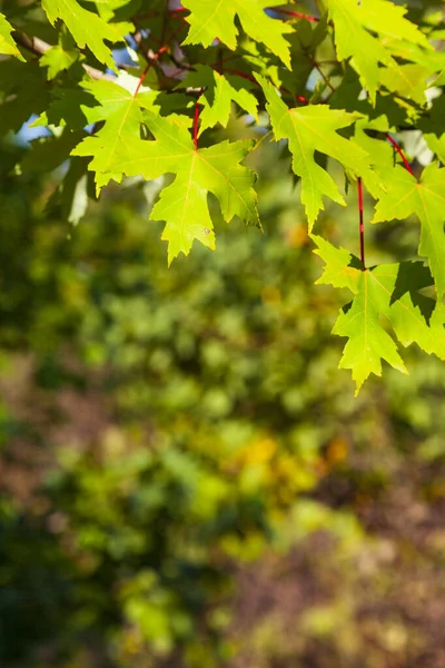 Grüne Ahornblätter Aus Nächster Nähe Sonniger Sommertag — Stockfoto