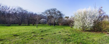 Bahar manzarası. Parkta çimenlik ve çiçek açan kirazlar. Panorama.