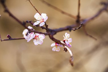 Baharda çiçek açan ağaç dalı. Güzel manzara. Çiçekler yakın plan..