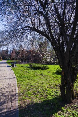 Bahar manzarası. Parkta çimenler, yürüyüş yolları ve çiçek açan ağaçlar.