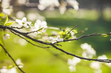 Baharda çiçek açan ağaç dalı. Güzel manzara. Çiçekler yakın plan..