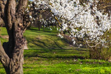 Bahar manzarası. Parkta çimenlik ve çiçek açan kirazlar.