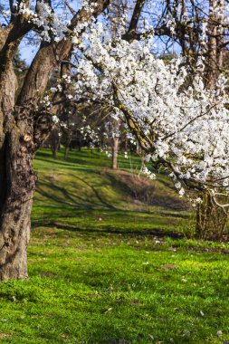 Bahar manzarası. Parkta çimenlik ve çiçek açan kirazlar.