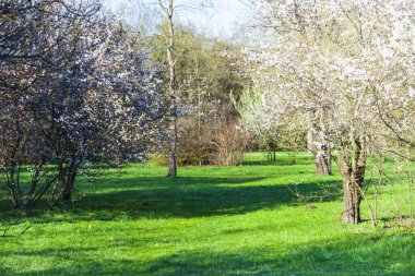 Bahar manzarası. Parkta çimenlik ve çiçek açan kirazlar.
