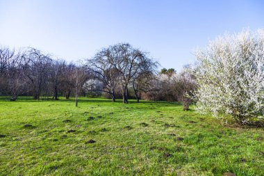 Bahar manzarası. Parkta çimenlik ve çiçek açan kirazlar.