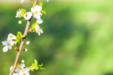 Baharda çiçek açan ağaç dalı. Güzel manzara. Çiçekler yakın plan..
