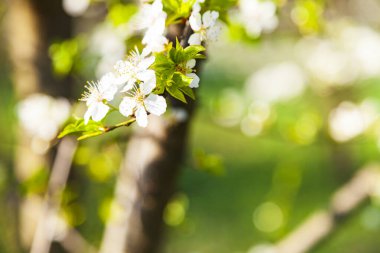 Baharda çiçek açan ağaç dalı. Güzel manzara. Çiçekler yakın plan..