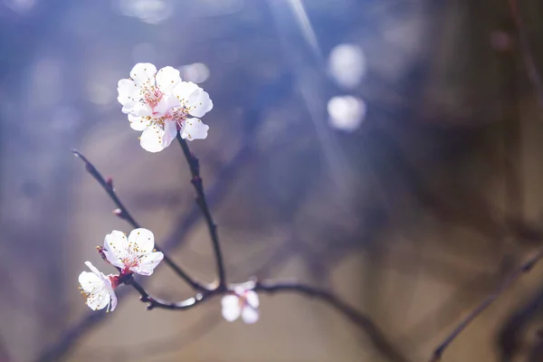 Bloeiende Boomtak Het Voorjaar Prachtig Landschap Bloemen Close — Stockfoto