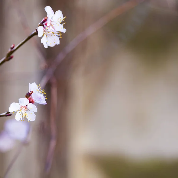 Ramo Albero Fiorito Primavera Bellissimo Paesaggio Fiori Primo Piano — Foto Stock