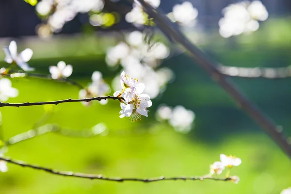 Blommande Trädgren Ren Vackert Landskap Blommor Närbild — Stockfoto
